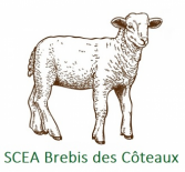 Steaks d'agneau (Brebis des Côteaux)