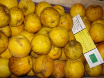 Pommes "Goldrush" - Sachet de 2kg (Domaine de Franchesse)