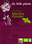 Menthe poivrée (GAEC La Belle Plante)