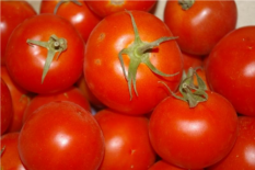 Tomate ronde (Le Jardin d'Issards)