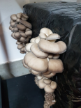 pleurotes 500grs (Les champignons de Vernusse)